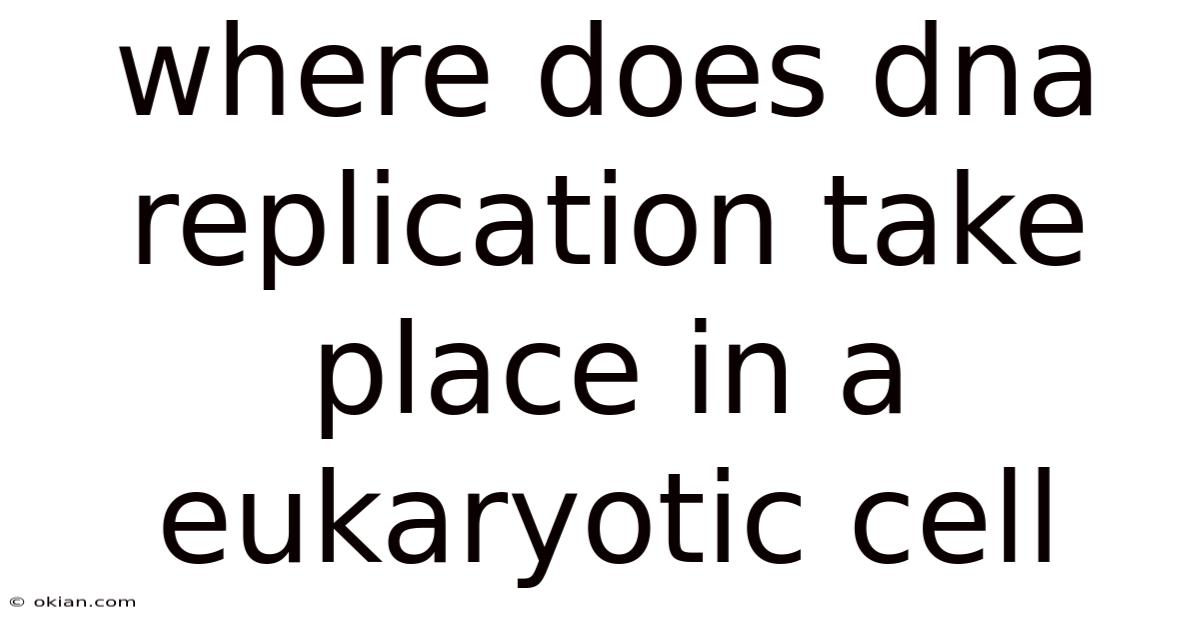 Where Does Dna Replication Take Place In A Eukaryotic Cell