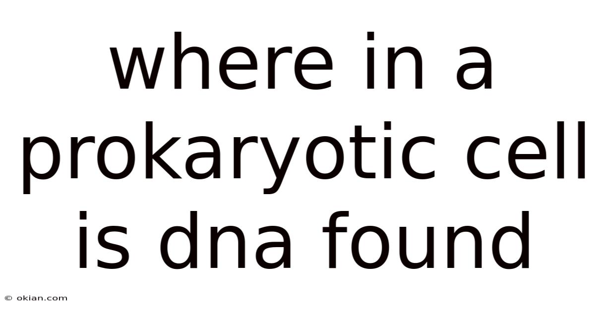 Where In A Prokaryotic Cell Is Dna Found