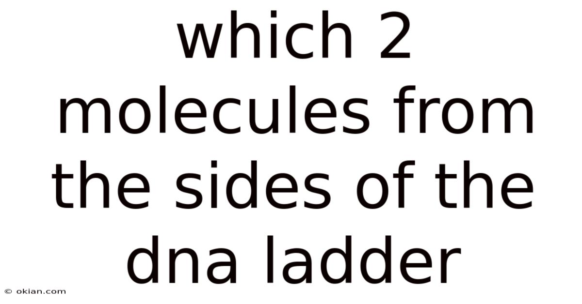 Which 2 Molecules From The Sides Of The Dna Ladder