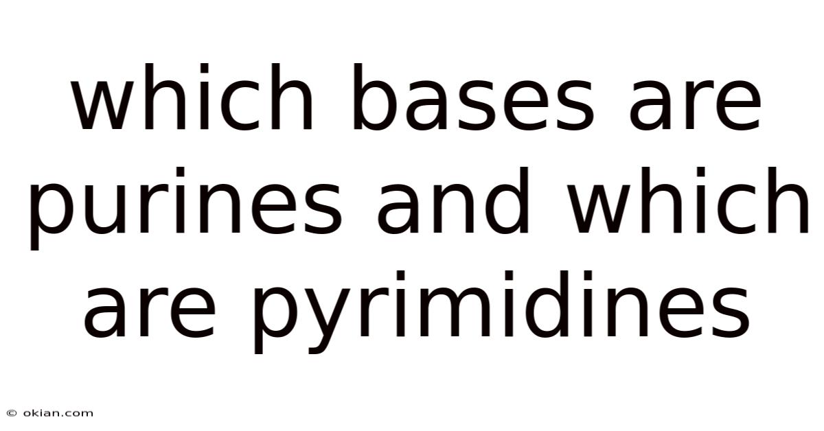 Which Bases Are Purines And Which Are Pyrimidines