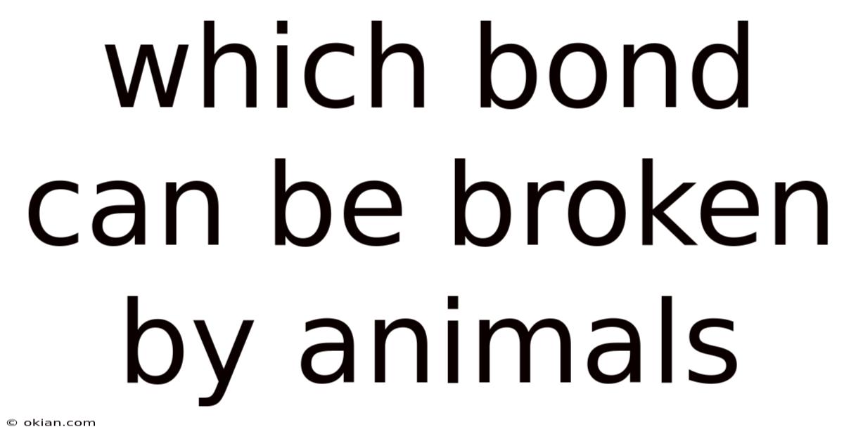Which Bond Can Be Broken By Animals