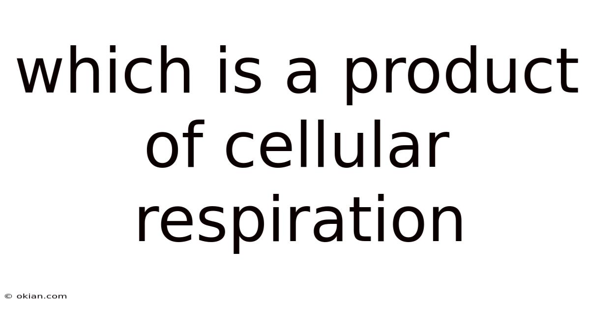 Which Is A Product Of Cellular Respiration