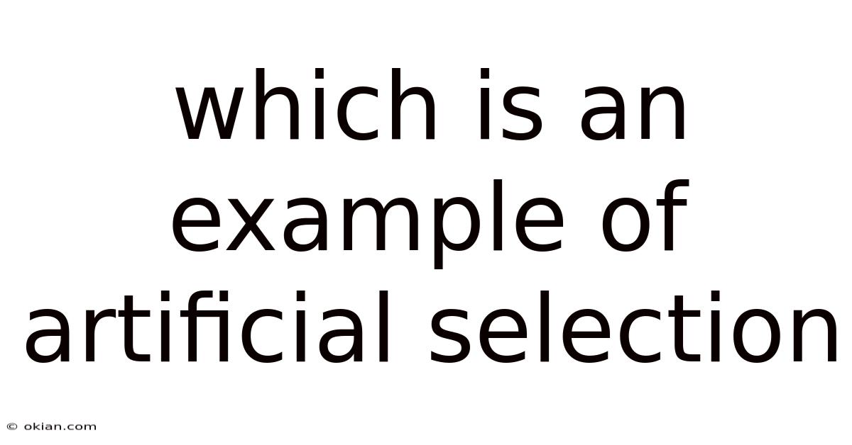 Which Is An Example Of Artificial Selection