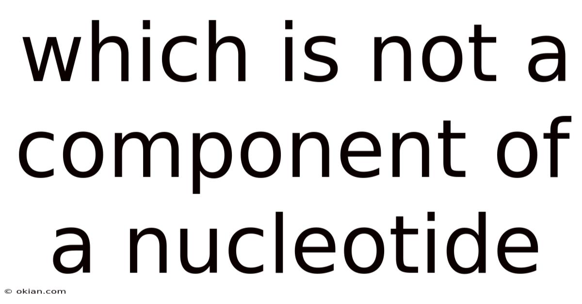 Which Is Not A Component Of A Nucleotide