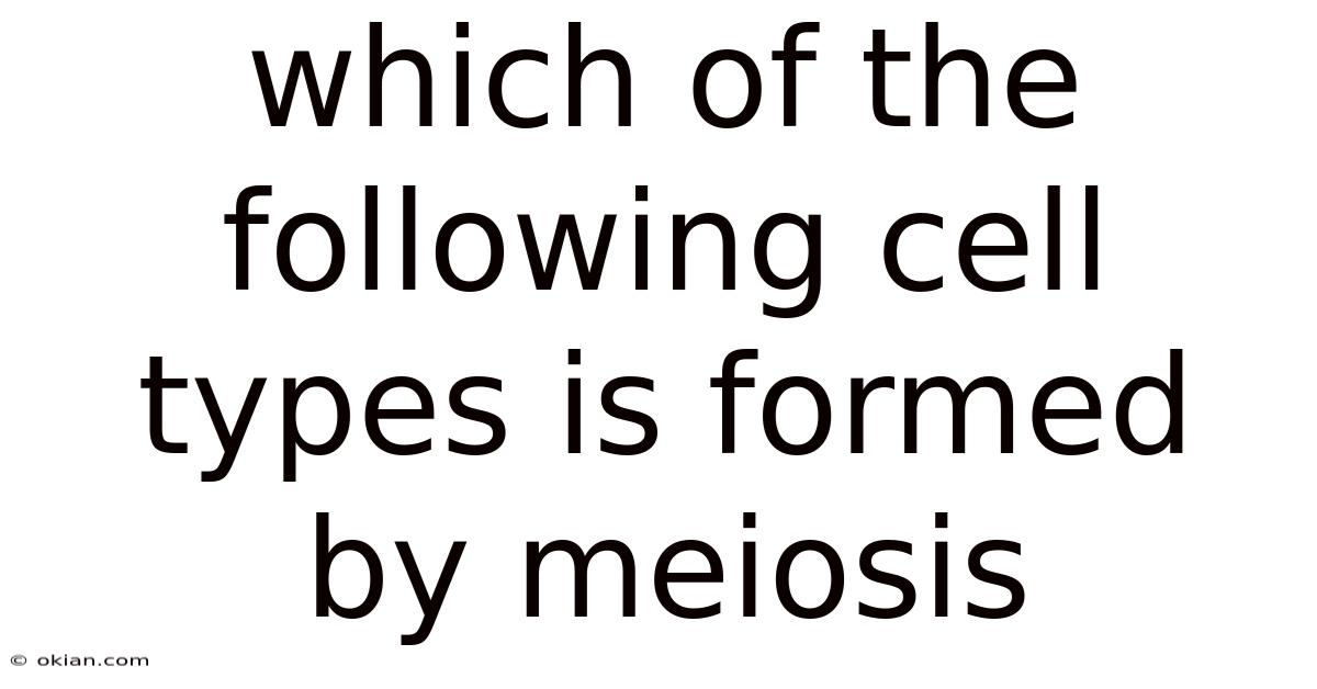 Which Of The Following Cell Types Is Formed By Meiosis