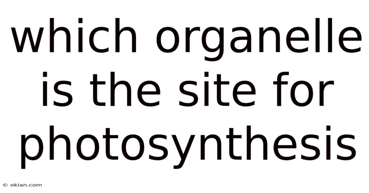 Which Organelle Is The Site For Photosynthesis