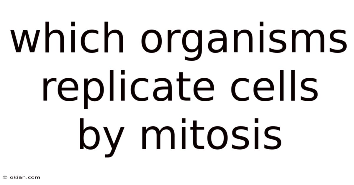 Which Organisms Replicate Cells By Mitosis