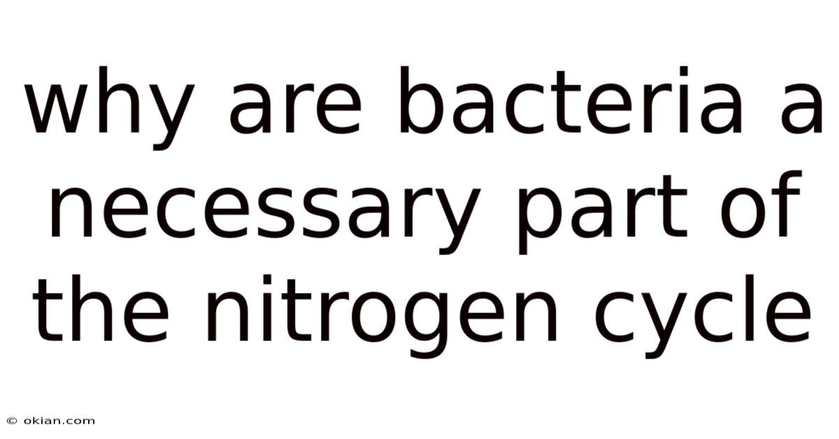 Why Are Bacteria A Necessary Part Of The Nitrogen Cycle