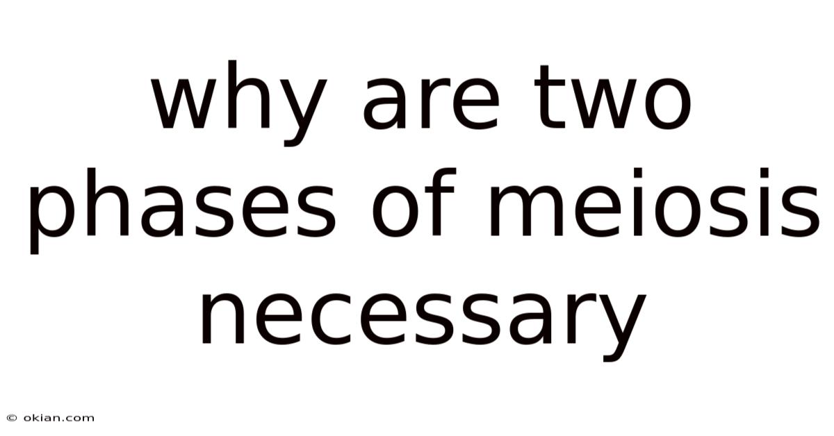 Why Are Two Phases Of Meiosis Necessary