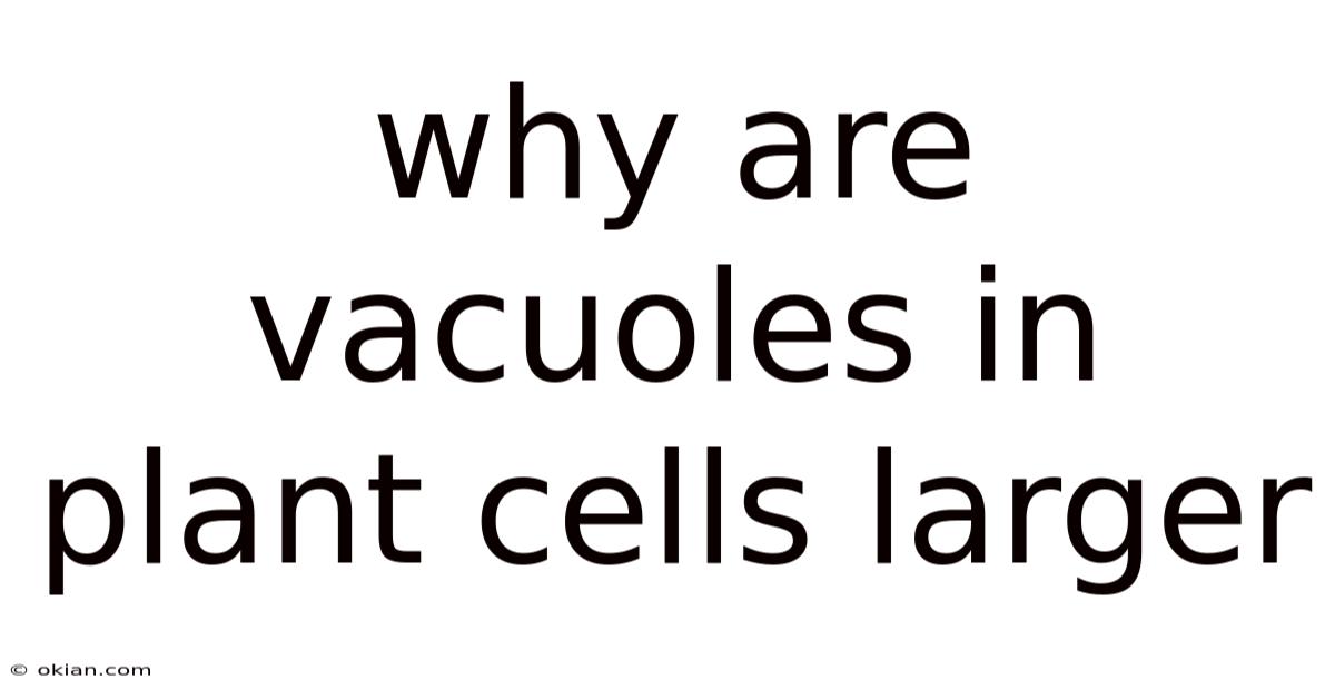 Why Are Vacuoles In Plant Cells Larger