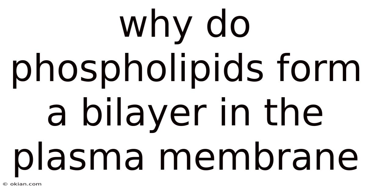 Why Do Phospholipids Form A Bilayer In The Plasma Membrane