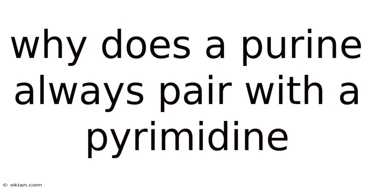 Why Does A Purine Always Pair With A Pyrimidine