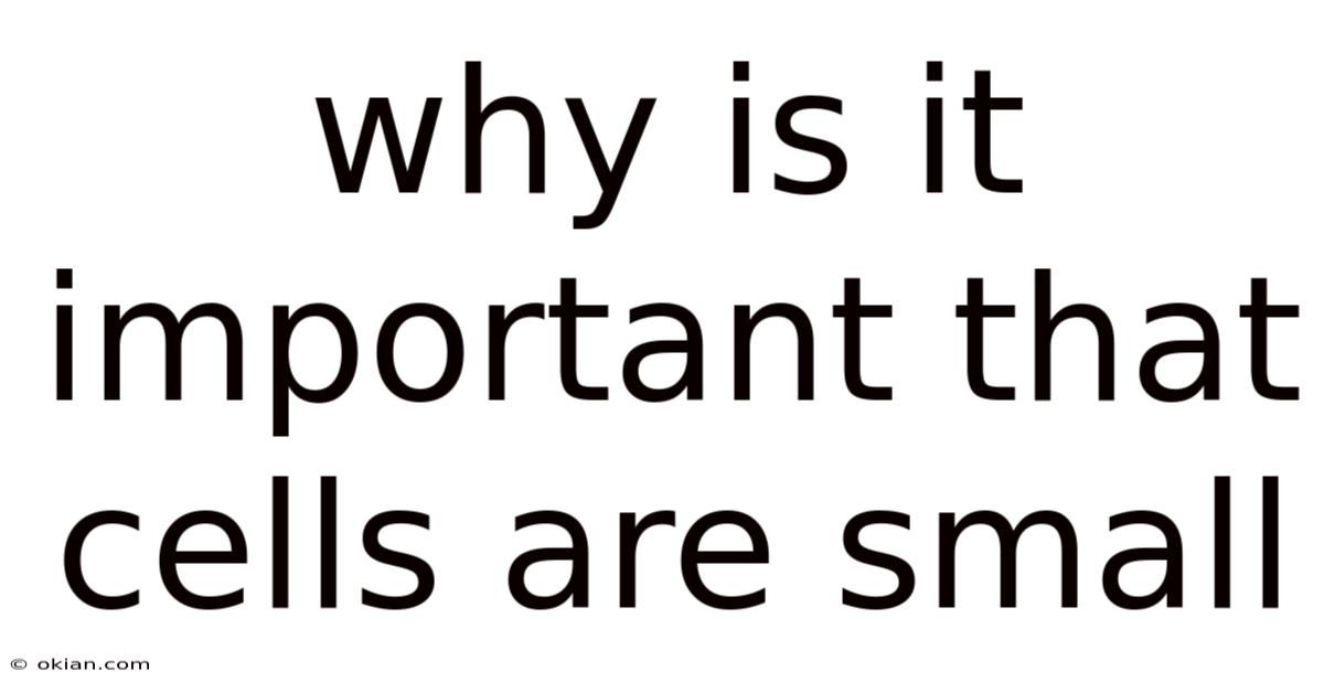 Why Is It Important That Cells Are Small