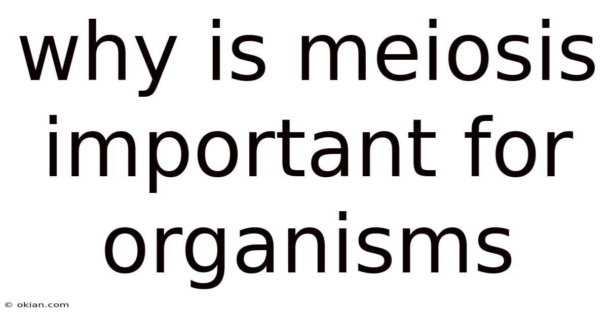 Why Is Meiosis Important For Organisms