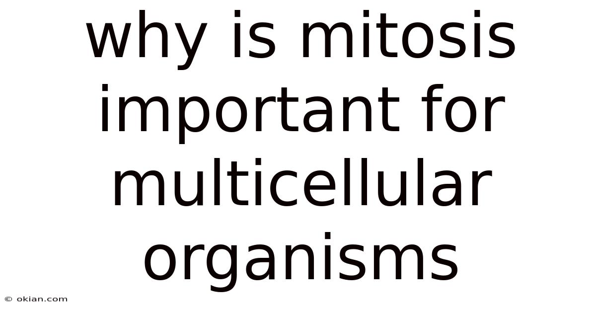 Why Is Mitosis Important For Multicellular Organisms