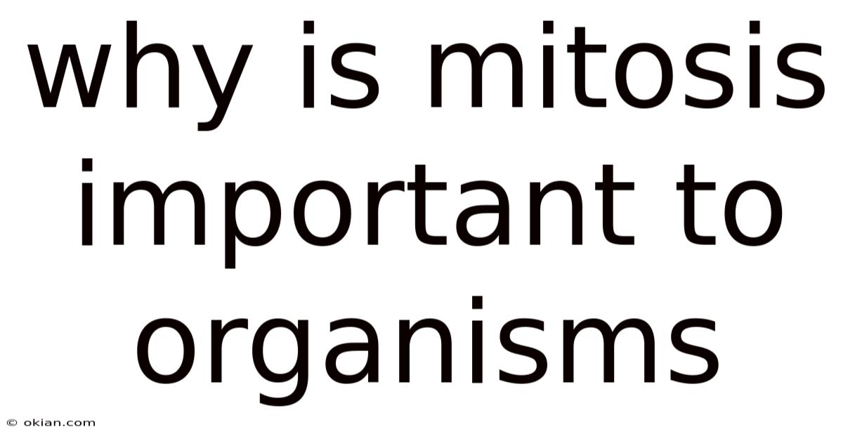 Why Is Mitosis Important To Organisms