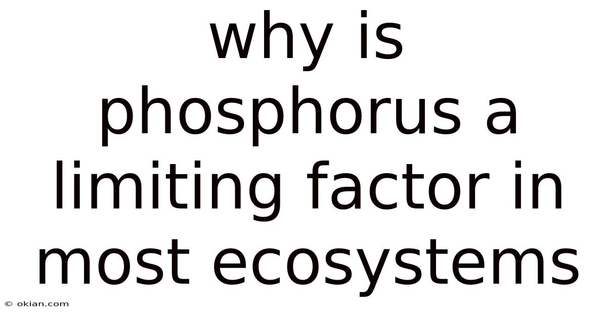Why Is Phosphorus A Limiting Factor In Most Ecosystems